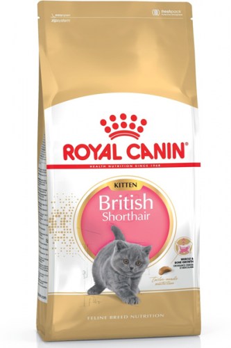 British Shorthair 34